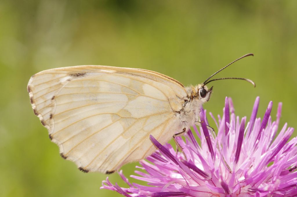 Melanargia galathea decolorata o sottospecie? M. galathea f. leucomelas
